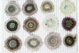 Lot: ~ Amethyst Stalactite Slices ( Pieces) #101754-2